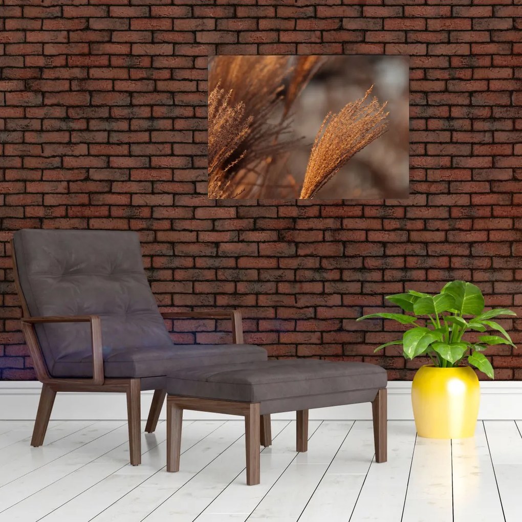 Obraz - Kortaderia (70x50 cm)