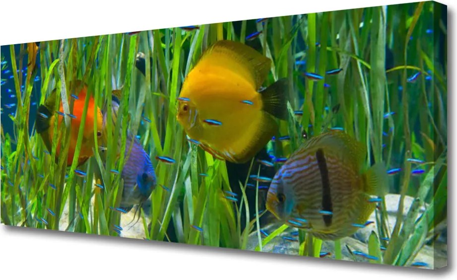 Obraz canvas Podwodny Świat Oceanu