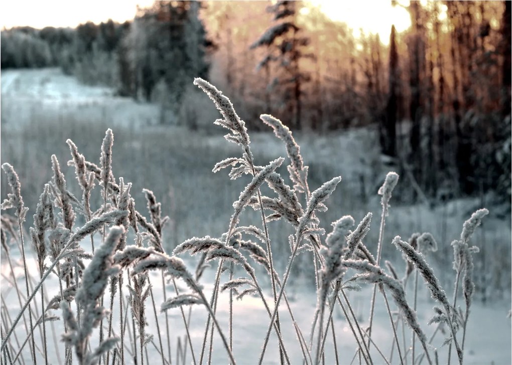 Obraz na szkle - Frozen Meadow (70x50 cm)