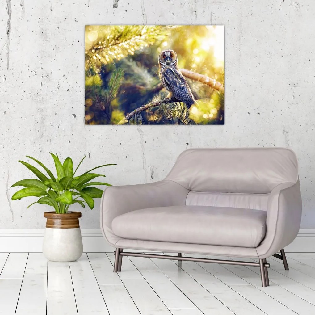 Obraz sowy na drzewie (70x50 cm)