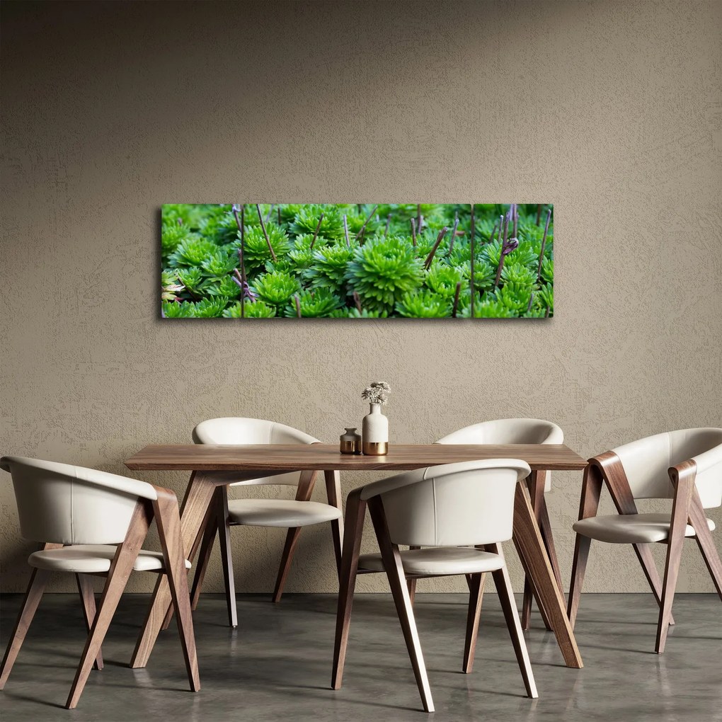 Obraz sukulentów (170x50 cm)