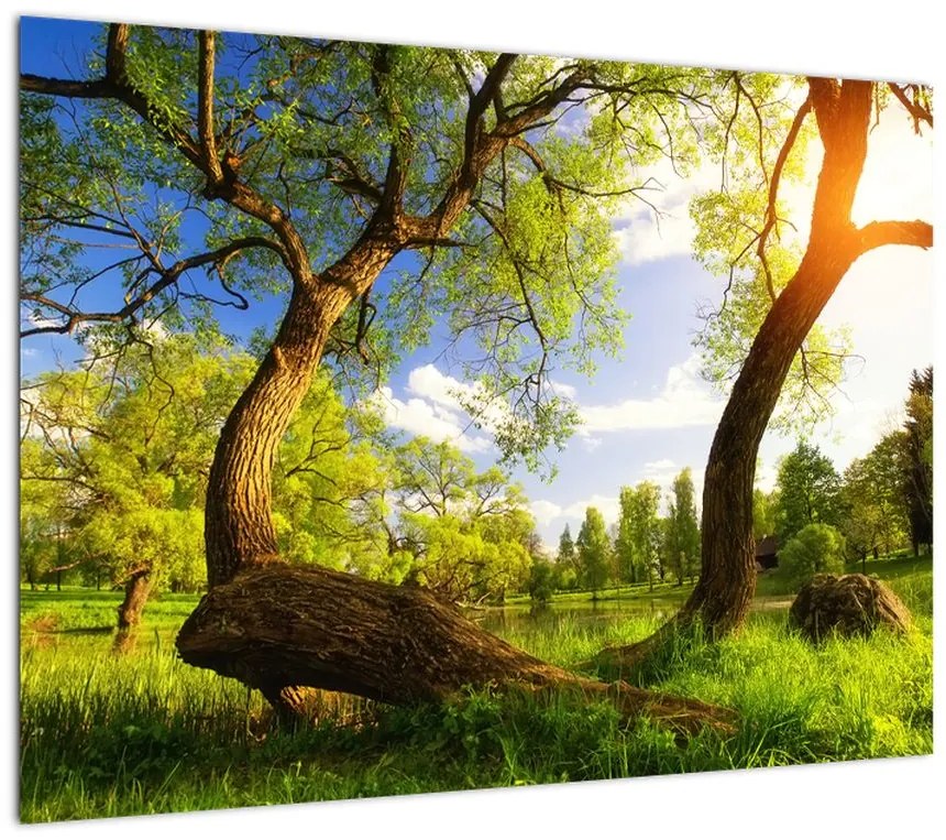 Obraz na szkle wiosennej łąki (70x50 cm)