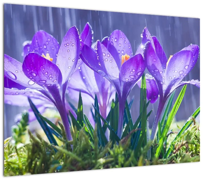 Obraz na szkle - kwiaty w deszczu (70x50 cm)