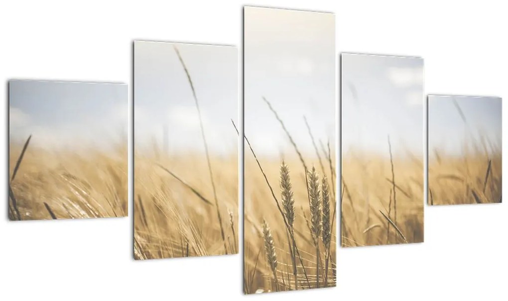 Obraz ziarna (125x70 cm)