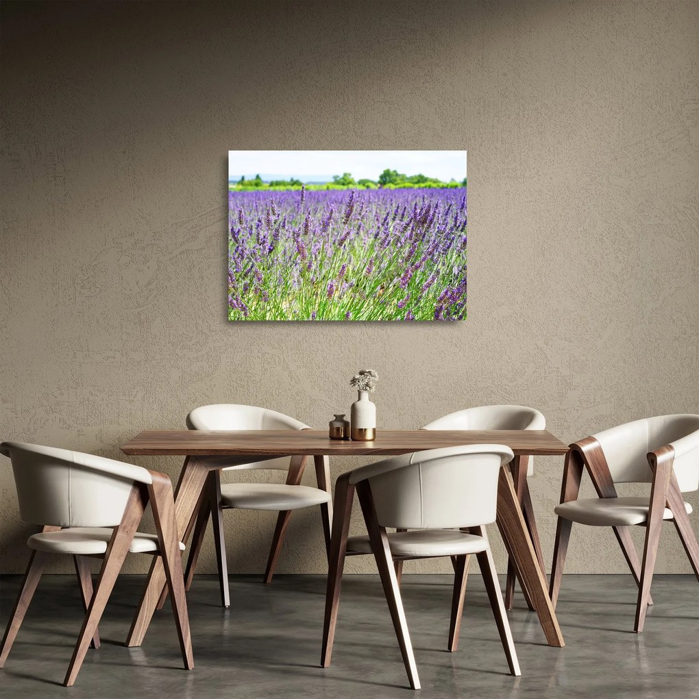 Obraz na szkle pola z lawendą (70x50 cm)