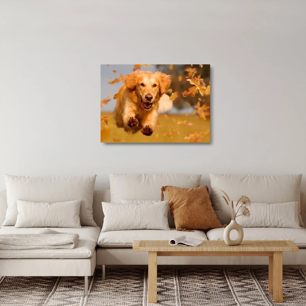 Obraz na szkle - Golden Retriever (70x50 cm)