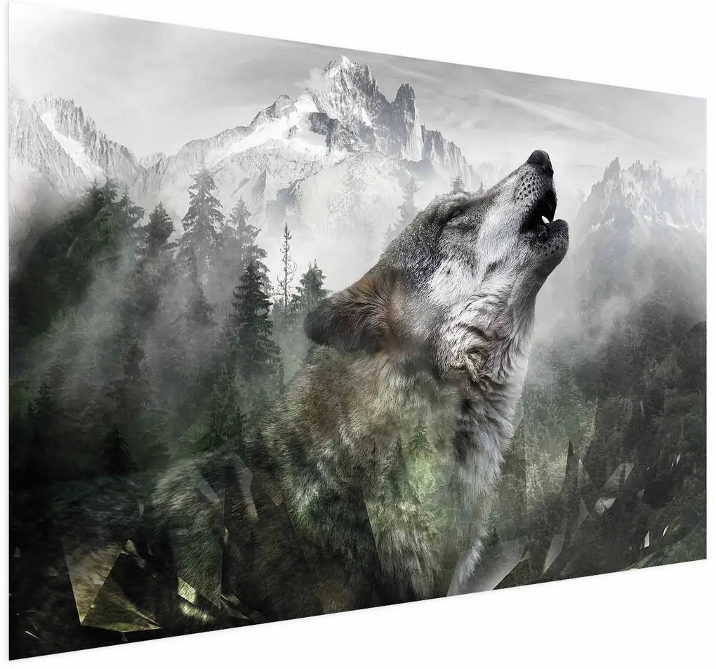 Plakat Wyjący wilk 60x40 cm bez ramy bez marginesu ARTGEIST B