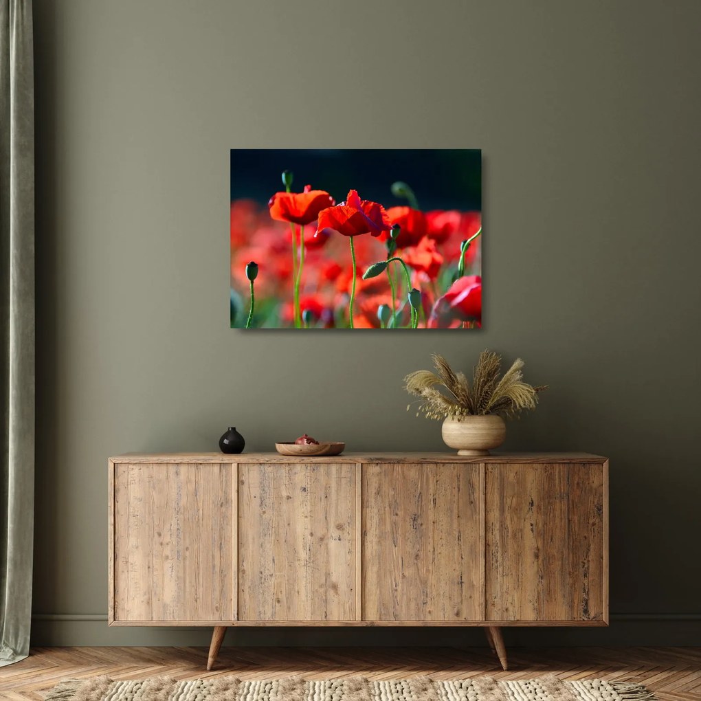 Obraz na szkle - maki (70x50 cm)