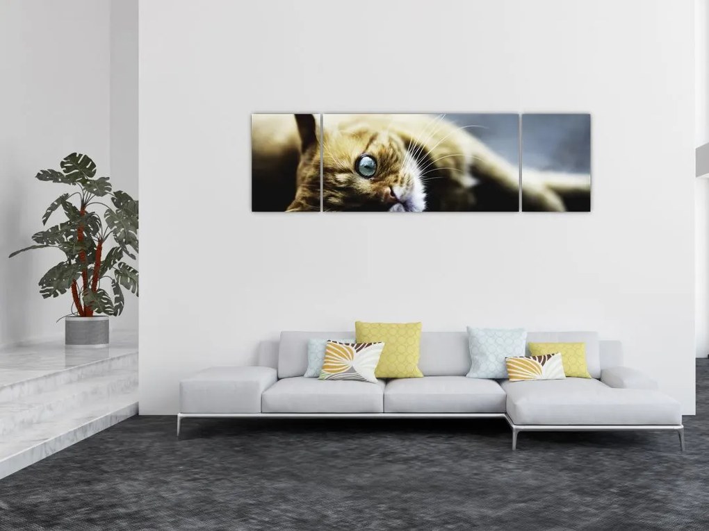 Obraz kota (170x50 cm)