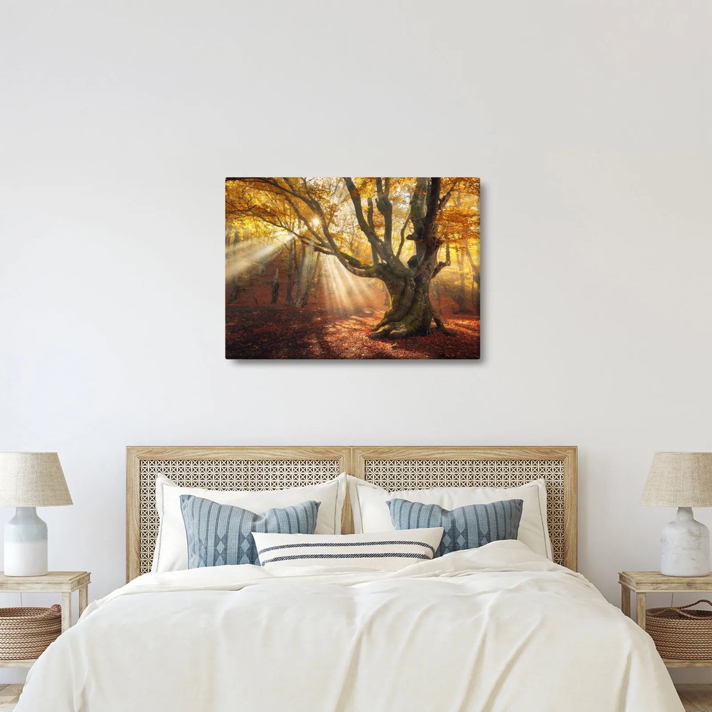 Obraz - Jesienny świt (70x50 cm)