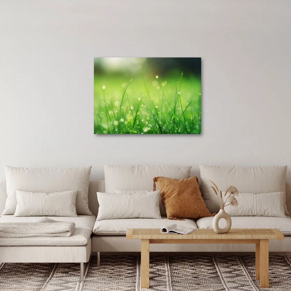 Obraz - rosa na trawie (70x50 cm)