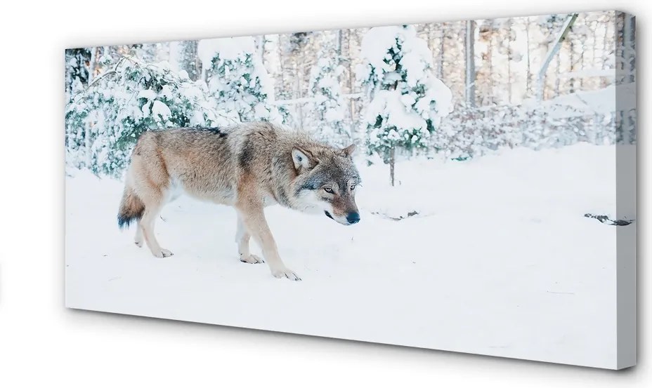 Obraz drukowany na płótnie Zimowa Sceneria z Wilkiem