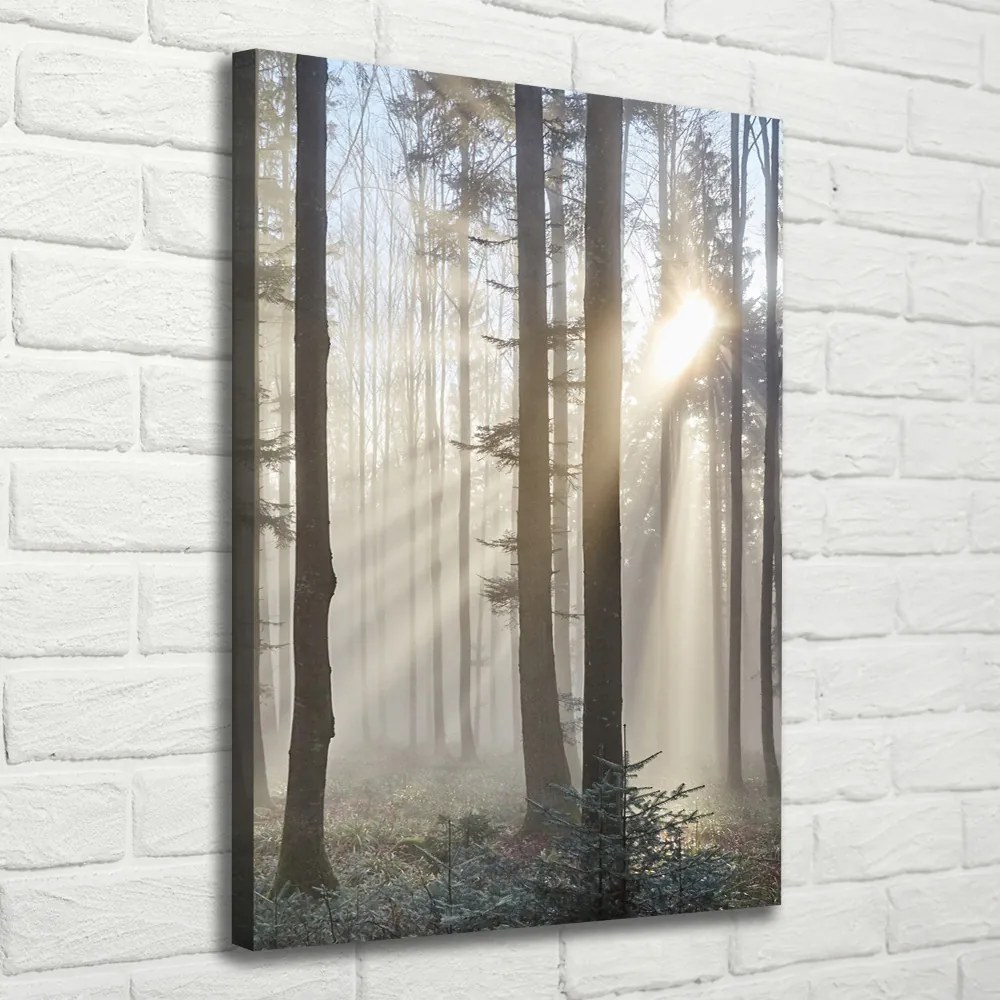 Foto obraz canvas pionowy Mgła w lesie