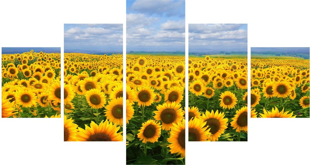 Obraz pola słoneczników (125x70 cm)