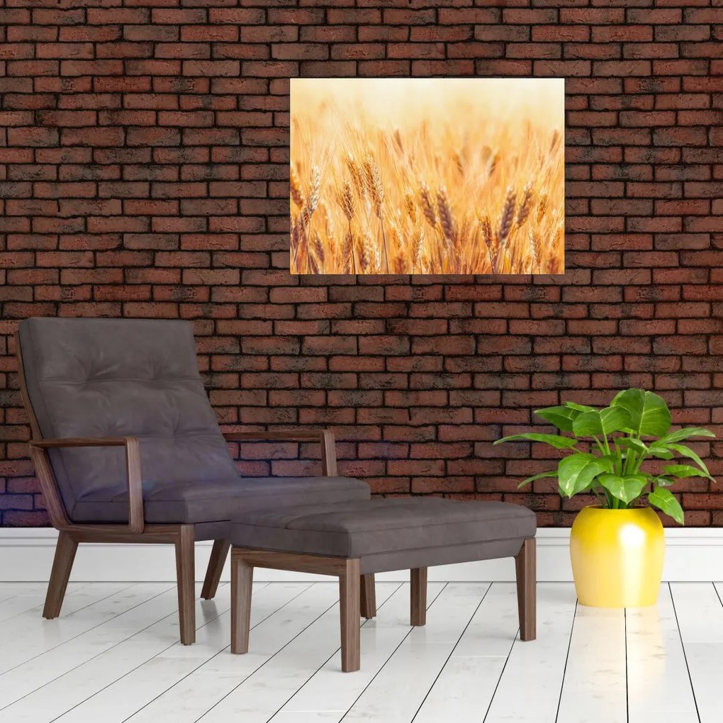 Obraz - pole z ziarnami (70x50 cm)