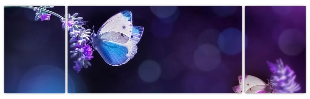 Obraz - Motyle na lawendie (170x50 cm)