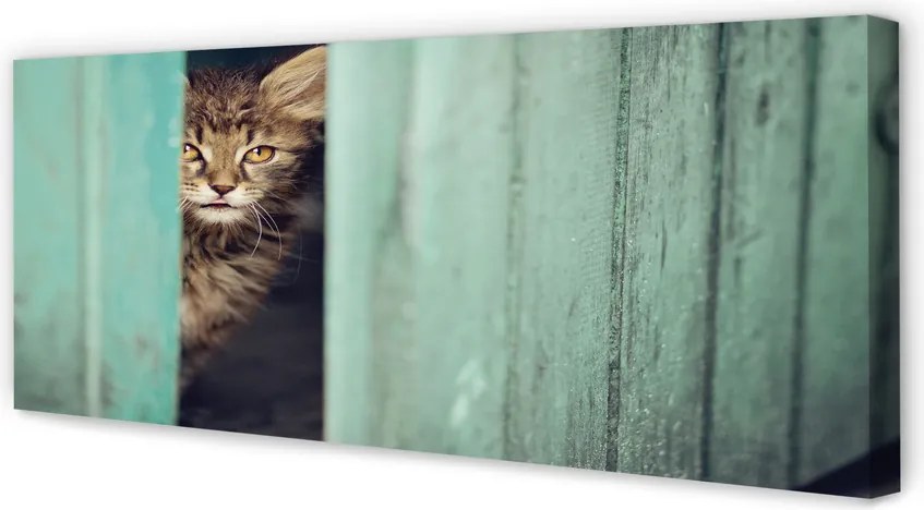 Zdjęcie na płótnie Ciekawski Kot Zaglądający