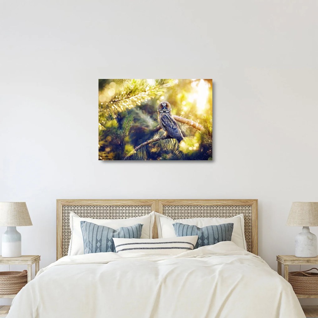 Obraz na szkle sowy na drzewie (70x50 cm)