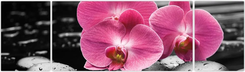 Obraz - Różowe orchidee (170x50 cm)