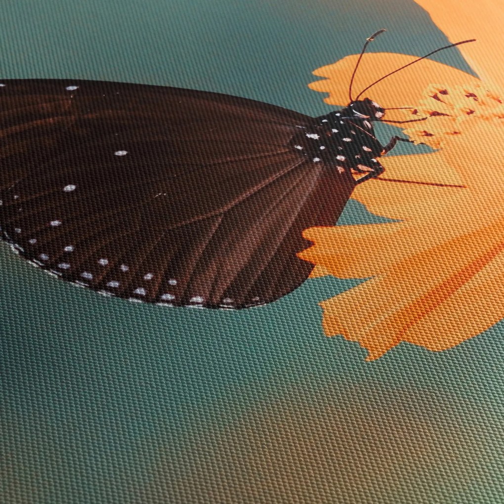 Obraz - motyl na pomarańczowym kwiatku (125x70 cm)