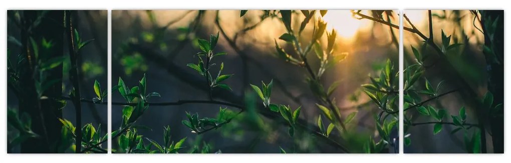 Obraz słońca przeświecającego przez gałęzie drzew (170x50 cm)