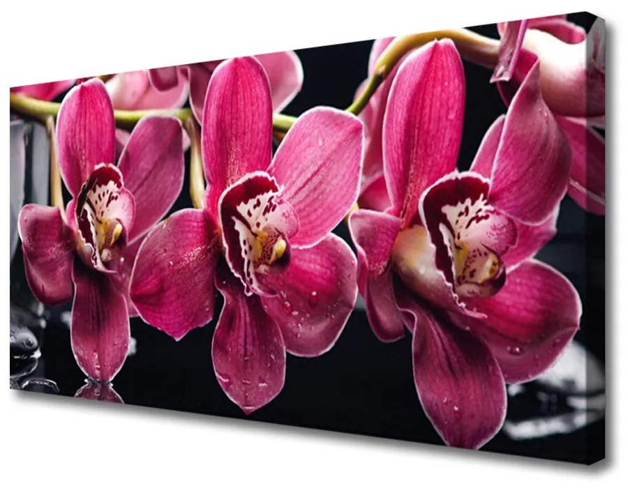 Obraz Canvas Kwiaty Orchidea Pędy Natura