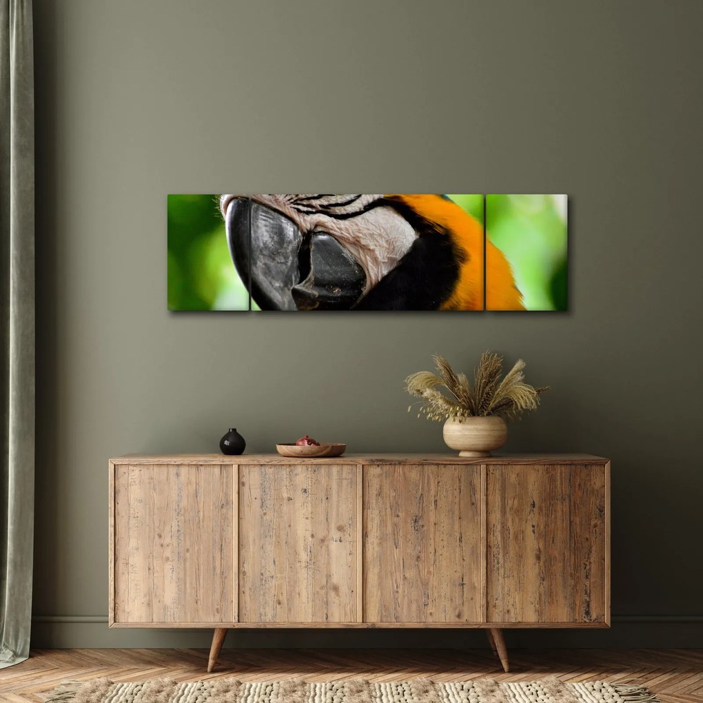Obraz papugi (170x50 cm)