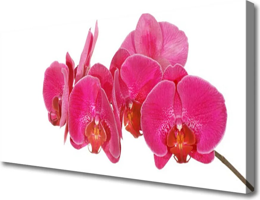 Obraz na płótnie Romantyczna Flora Ogrodowa