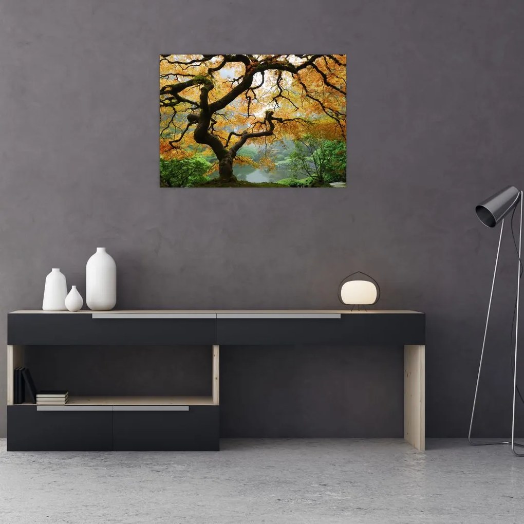 Obraz żółtego klonu japońskiego, Portland, Oregon (70x50 cm)