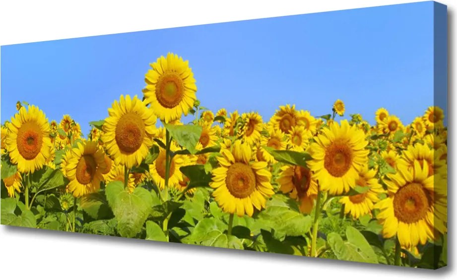 Obraz na płótnie Złocisty Słonecznik w Słońcu