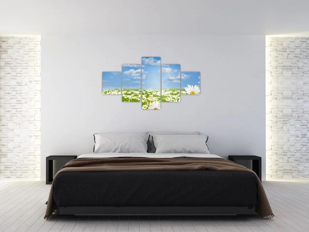 Obraz kwitnącej łąki ze stokrotkami (125x70 cm)