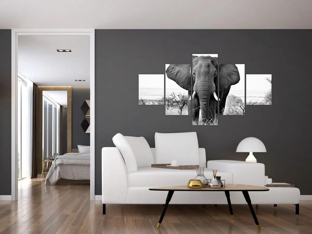 Obraz - Słoń afrykański II. (125x70 cm)