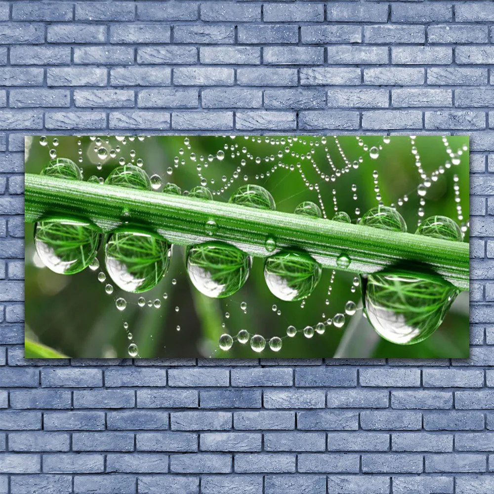 Obraz na płótnie Perlista Pajęczyna w Rosie