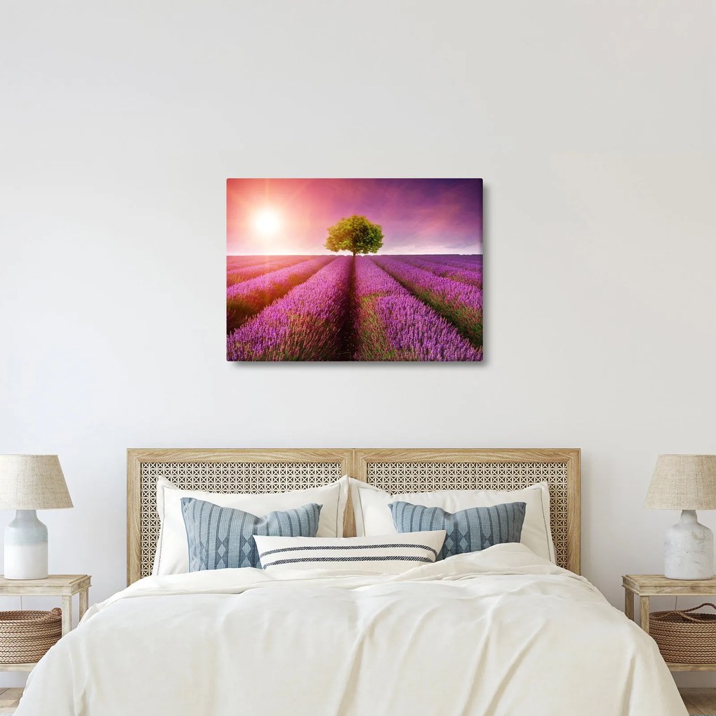 Obraz pola z lawendą (70x50 cm)