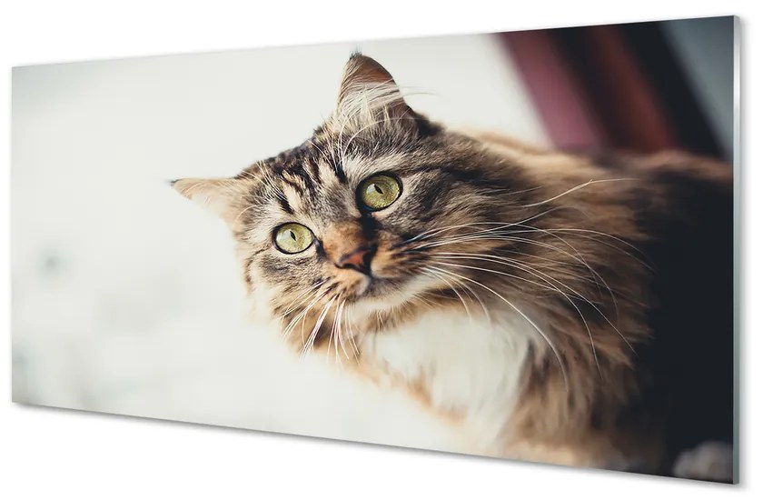 Panel Szklany Kot maine coon