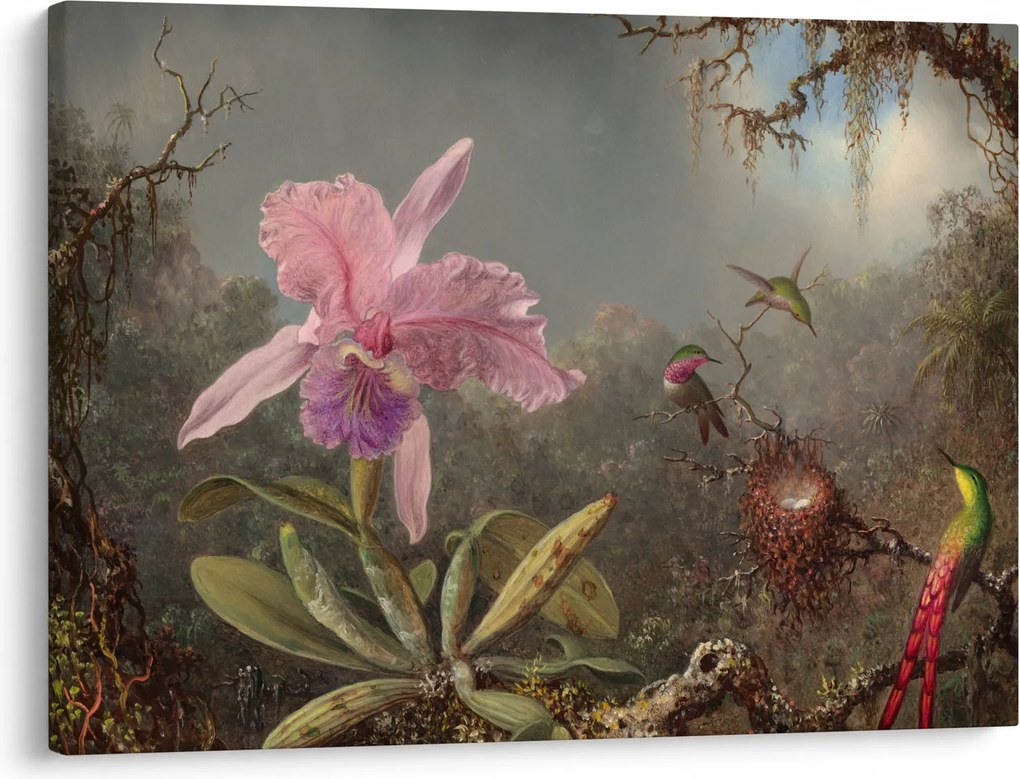 Obraz - Martin Johnson Heade, Cattleya Orchid and Three Hummingbirds, reprodukcje (70x50 cm)