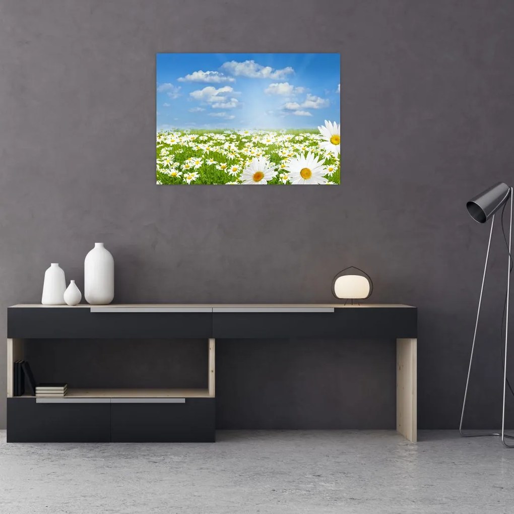 Obraz kwitnącej łąki ze stokrotkami (70x50 cm)