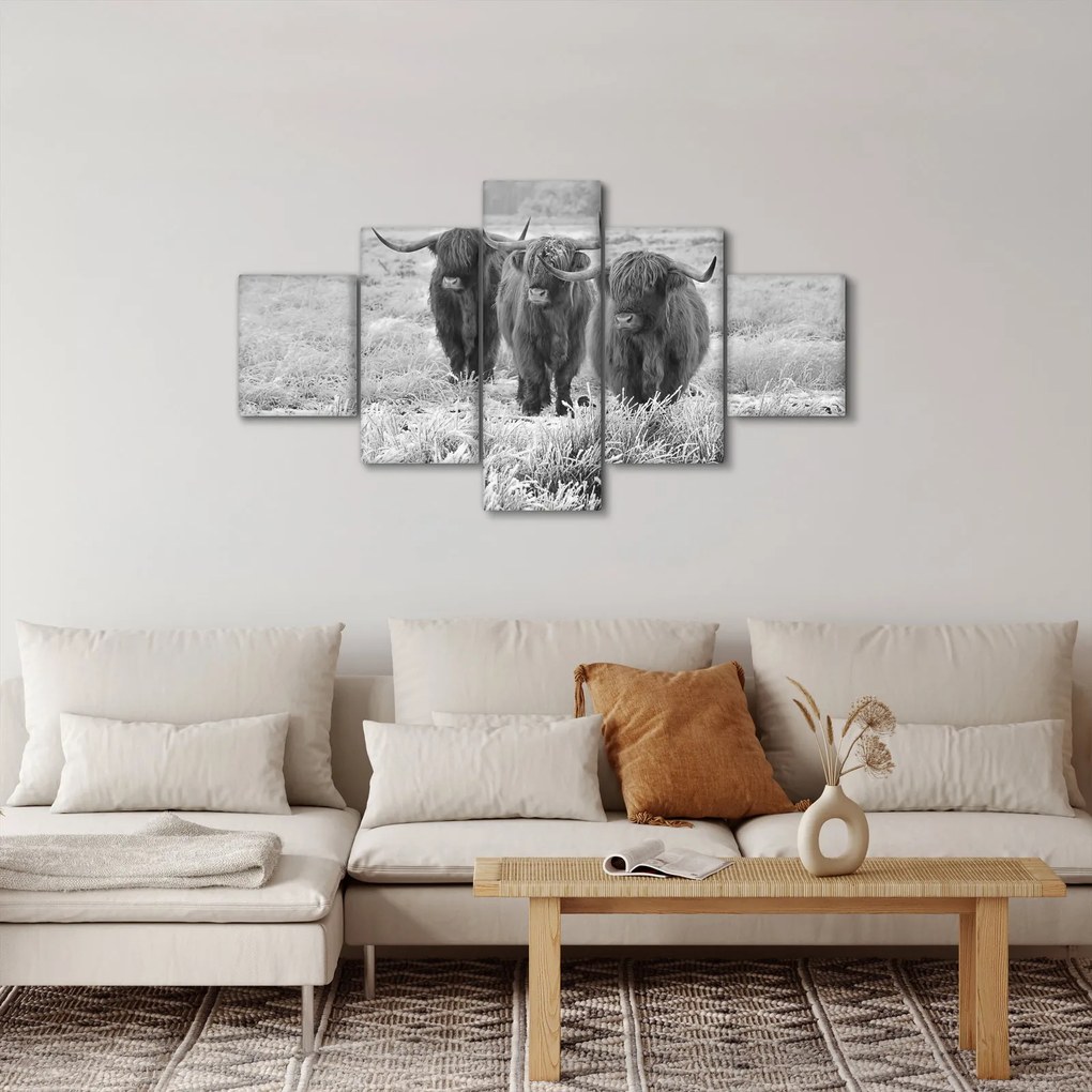 Obraz - Szkockie krowy, czarno - biały (125x70 cm)
