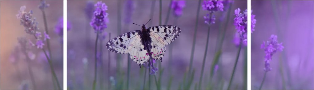 Obraz - Motyl w lawendach (170x50 cm)
