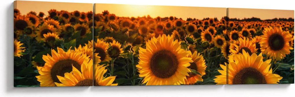 Obraz - Słonecznik (170x50 cm)