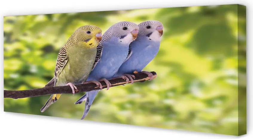 Zdjęcie na płótnie Papugi na Tropikalnej Gałęzi