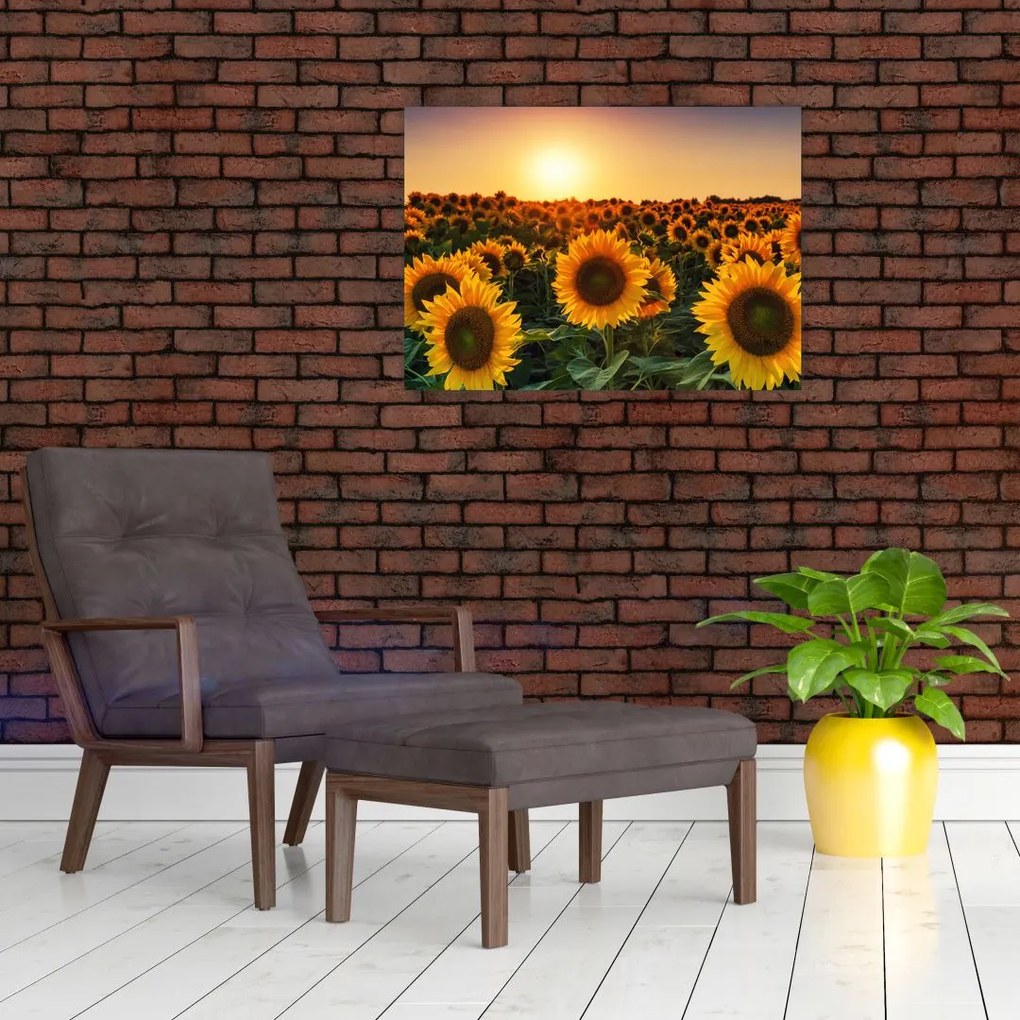 Obraz na szkle - Słonecznik (70x50 cm)