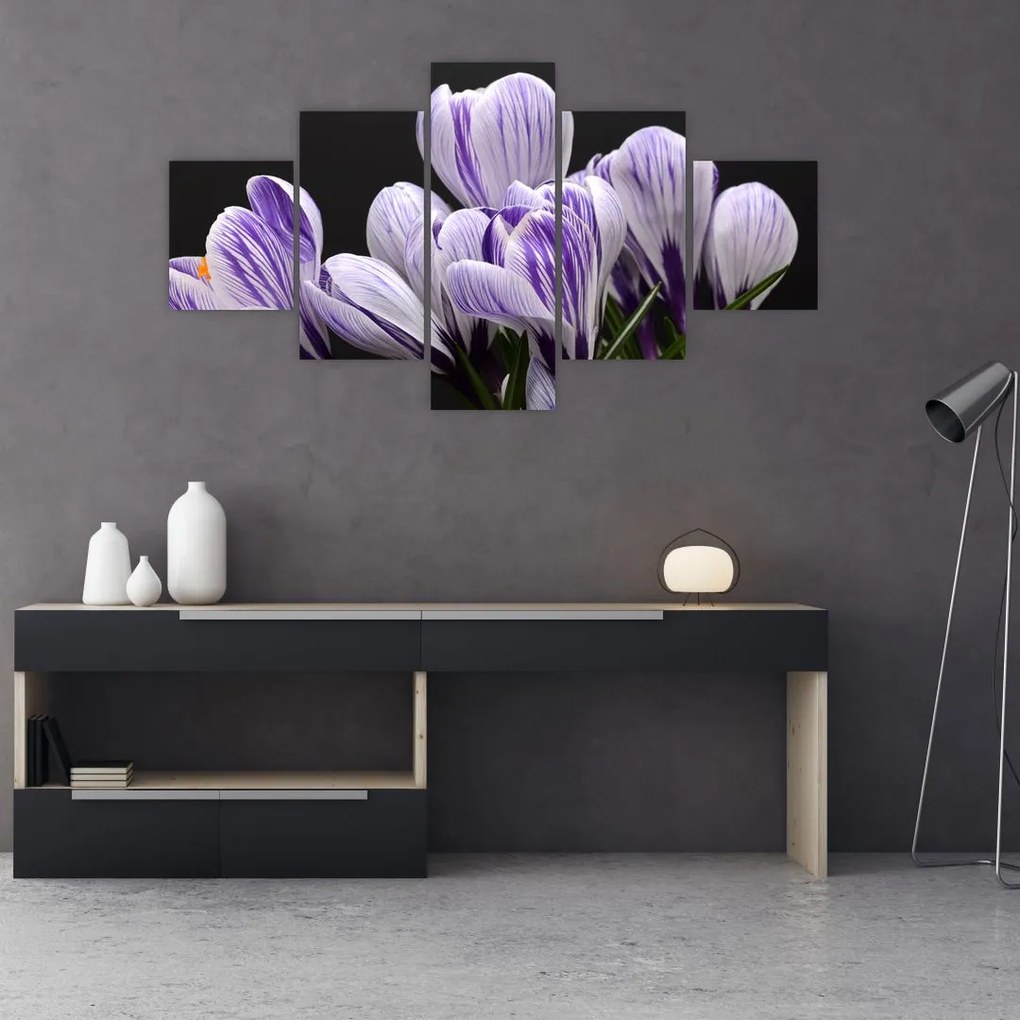 Obraz - Fioletowe krokusy (125x70 cm)