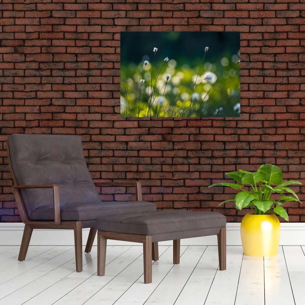 Obraz - Trawa (70x50 cm)