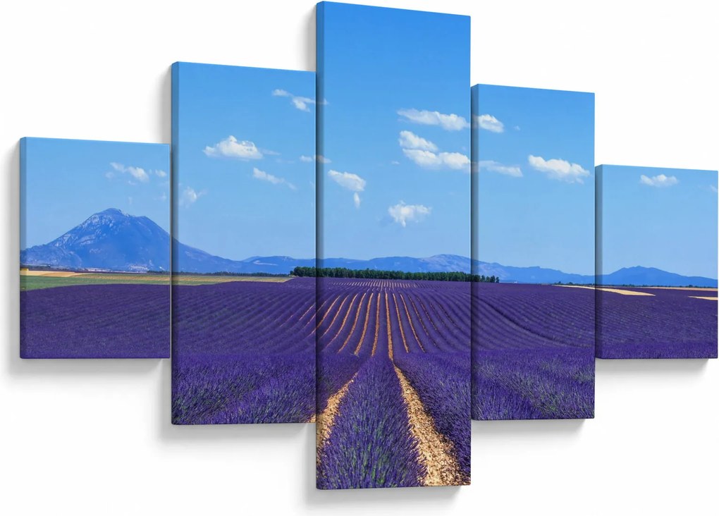 Obraz - Pole lawendy (125x70 cm)