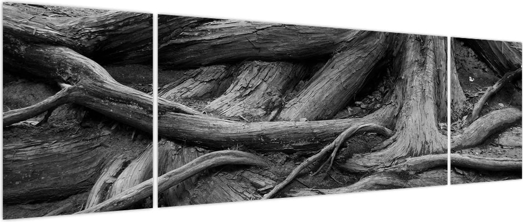 Obraz - Korzenie drzewa (170x50 cm)