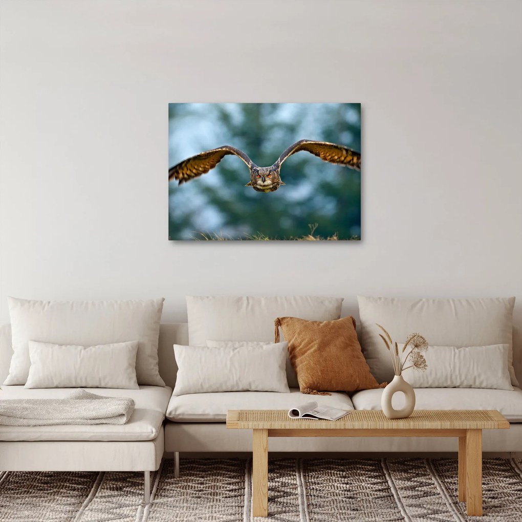 Obraz - Sowa w locie (70x50 cm)
