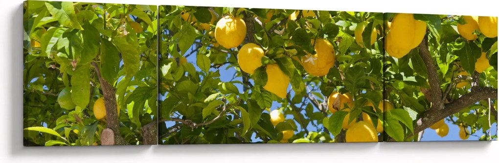 Obraz - Drzewo cytrynowe (170x50 cm)