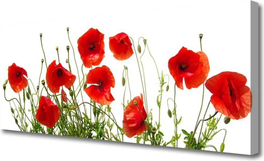 Obraz canvas na ścianę Polne Maki w Rozkwicie