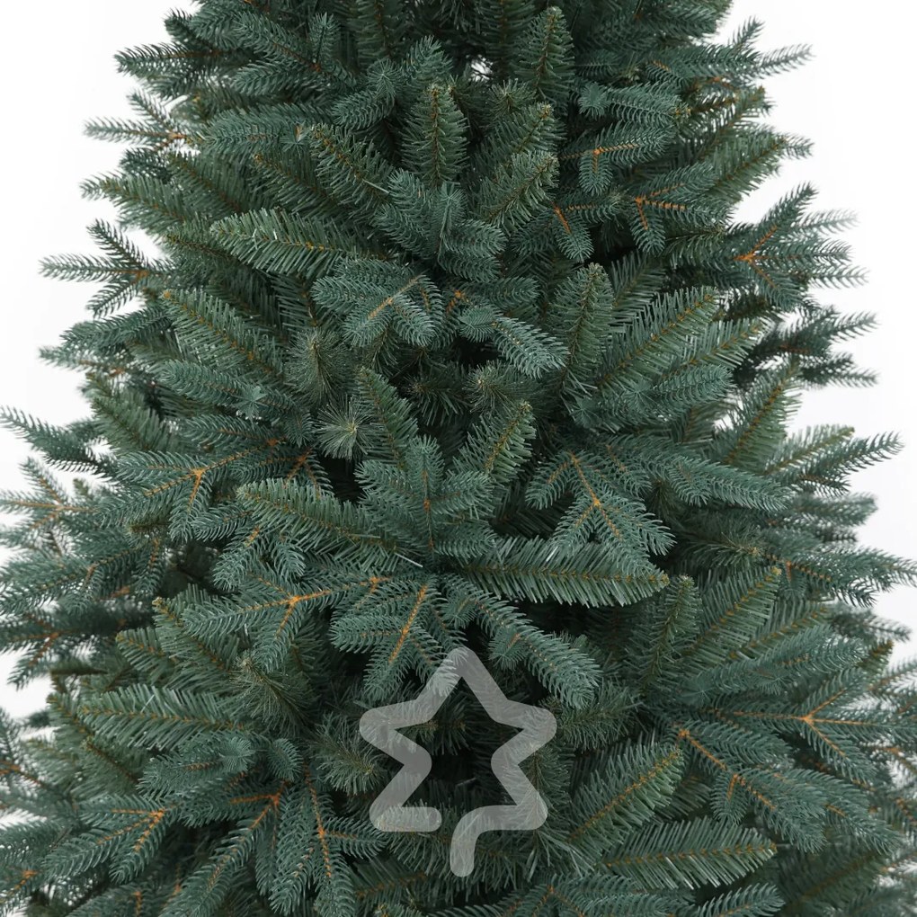 Świerk srebrny 210 cm